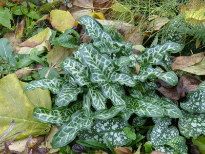 2018-10-26 Arum italicum.jpg