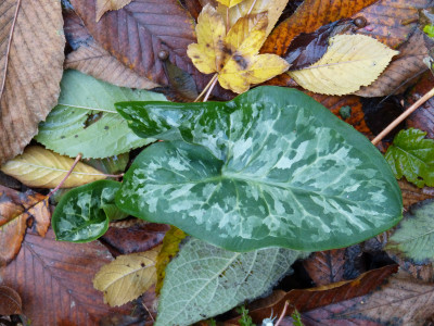 2018-10-26 Arum 'Chameleon'-Absaat.jpg