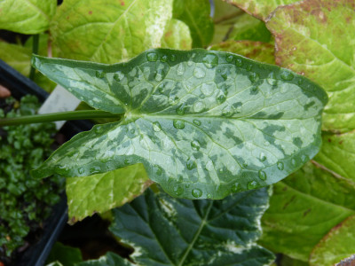 2018-10-26 Arum concinnatum 'Aghia Vavara'.jpg