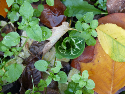 2018-10-26 Arum italicum 'Angelique'.jpg
