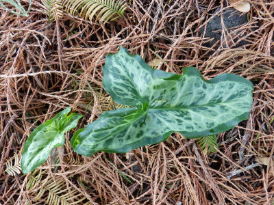 2018-10-26 Arum italicum 'Lady Aron'.jpg