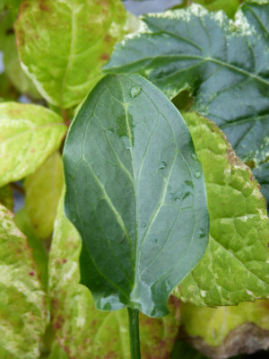 2018-10-26 Arum italicum 'Nancy Lindsay'.jpg