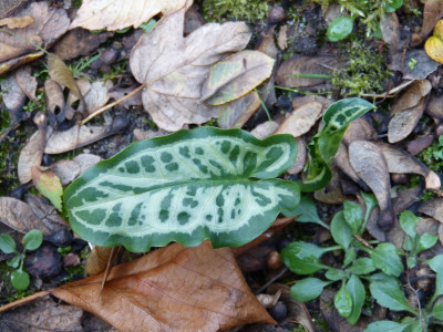 2018-10-26 Arum italicum 'Silberpfeil'.jpg