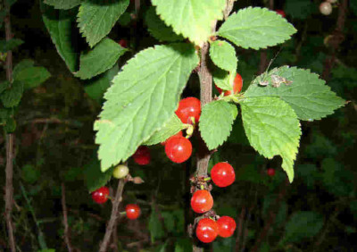 Prunus-tomentosa.jpg