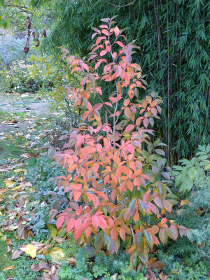 2018-10-26 Stewartia gemmata.jpg