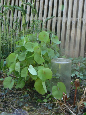 Jeffersonia_dubia_die_grosse.jpg