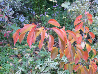 2018-10-26 Prunus yedoensis.jpg