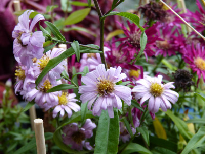 2018-10-26 Aster 'Strawberry and Cream'.jpg