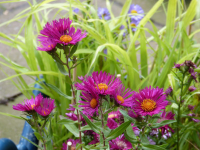 2018-10-26 Aster novae-angliae 'James Ritchie'.jpg