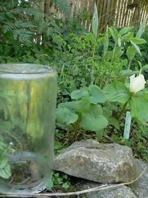 Jeffersonia_dubia_die_kleine.jpg