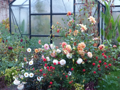 2018-10-22 Dahlien.jpg