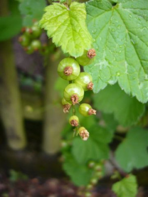 Johannisbeeren.JPG