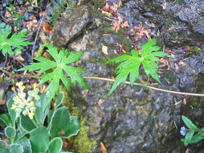 Aconitum_unbekannt_fars_2007.jpg