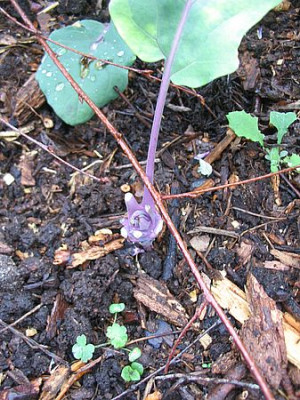 abgefressener_Kohlrabi_fars_2007.jpg