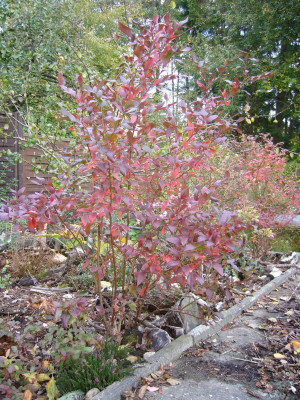 Heidelbeere Waldbeet.JPG