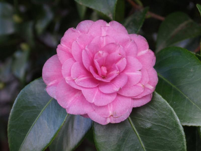 DSCF5715.JPG