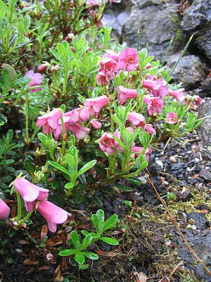 Rhododendron_campylogynum_Myrtilloides_fars_2007.jpg