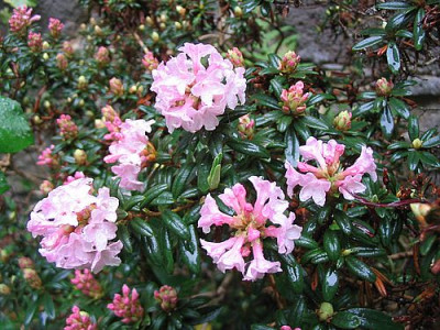 Rhododendron_trichostomum_var._ledoides_fars_2007.jpg
