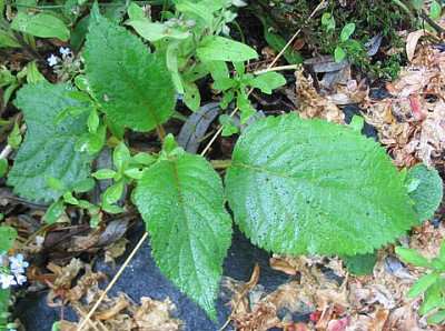 Hydrangea_aspera_Saemling_fars_2007.jpg