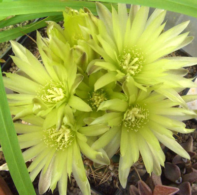 Gymnocalycium_leeanum_07.jpg