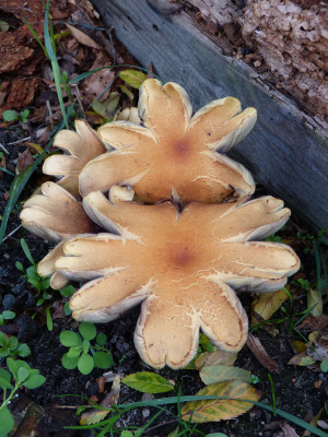 2018-10-27 Pilze.jpg