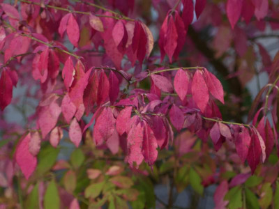 Euonymus.alatus.JPG