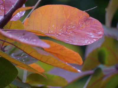 Cotinus.JPG