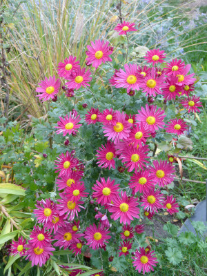 2018-10-27 Chrysanthemum 'Ahlemer Rote'.jpg