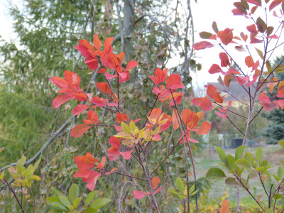 2018-10-27 Cotinus obovatus 'Grace'.jpg