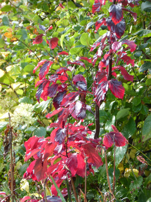 2018-10-27 Parrotia 'Felicie'.jpg