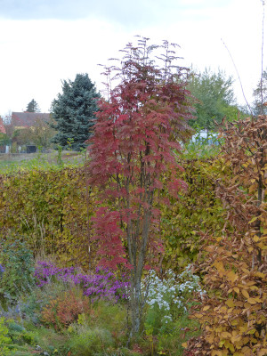 2018-10-27 Sorbus 'Autumn Splendor'.jpg