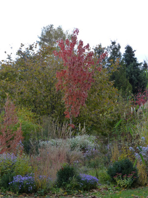2018-10-27 Acer x freemanii 'Jeffers Red'.jpg