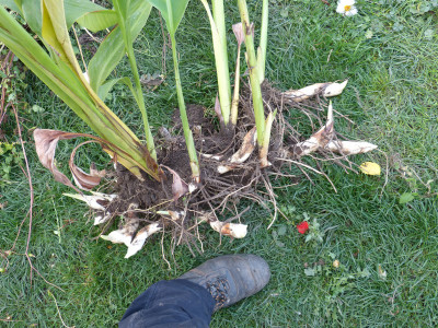 2018-10-27 Canna.jpg