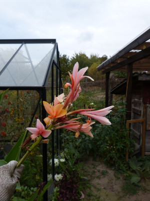2018-10-20 Canna.jpg