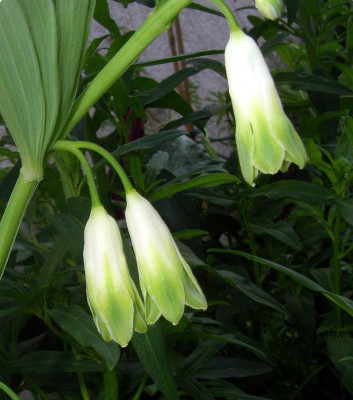 Polygonatum_odoratum_gefullt.jpg