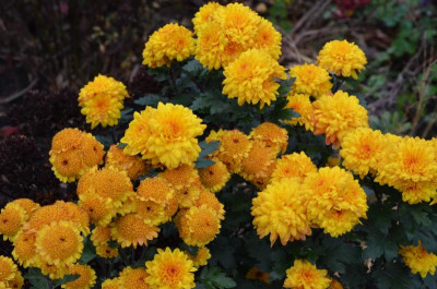 Chrysanthemum-bronze.15-3.jpg