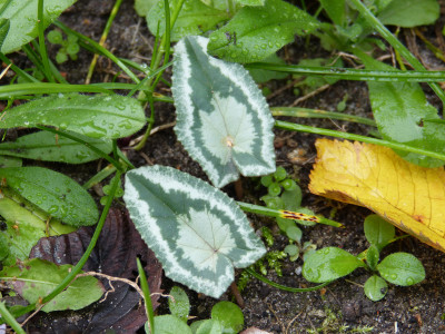 2018-10-28 Cyclamen 1.jpg
