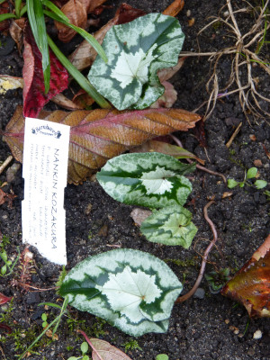 2018-10-28 Cyclamen 2.jpg