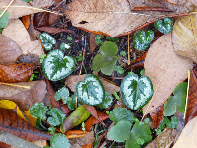 2018-10-28 Cyclamen 6.jpg