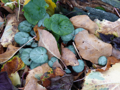 2018-10-28 Cyclamen 7.jpg