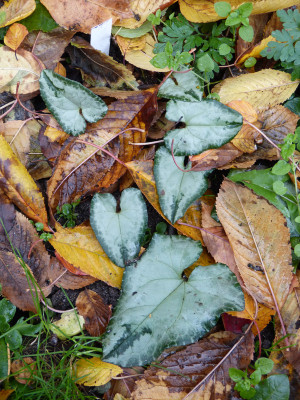2018-10-28 Cyclamen 8.jpg