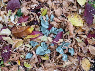 2018-10-28 Cyclamen 9.jpg