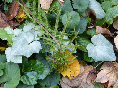 2018-10-28 Cyclamen 11.jpg