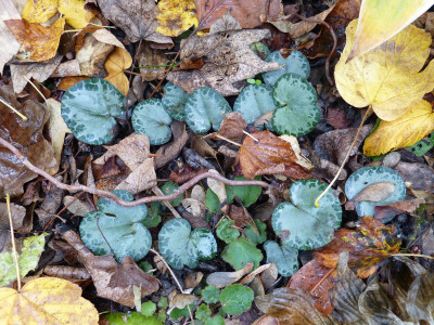 2018-10-28 Cyclamen purpurascens.jpg