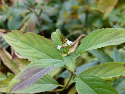 2018-10-28 Keiskea japonica.jpg