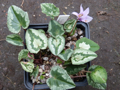 2018-10-28 Cyclamen hederifolium 'no name' white fl. 1.jpg