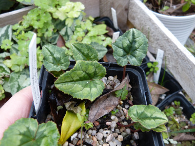 2018-10-28 Cyclamen hederifolium 'Extreme dark purple'.jpg
