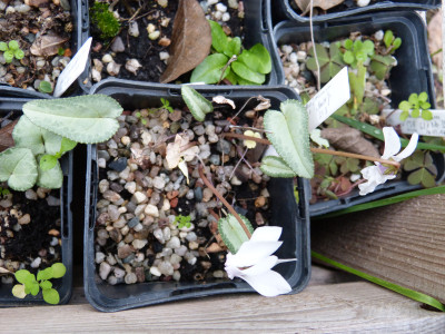 2018-10-28 Cyclamen hederifolium 'Silver Arrow Leaf' white fl.jpg