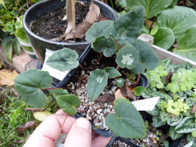 2018-10-28 Cyclamen hederifolium 'Tilebarn Greville'.jpg