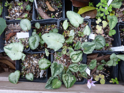 2018-10-28 Cyclamen Jan.jpg